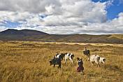 Children look after grazing cattle in hilly grassland.