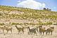 Image of Grazing herd of llamas on barren rocky hillside.