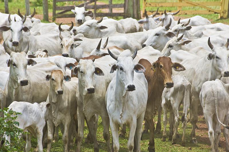 A herd of Zebu or Humped Cattle (Bos primigenius indicus or Bos indicus).
