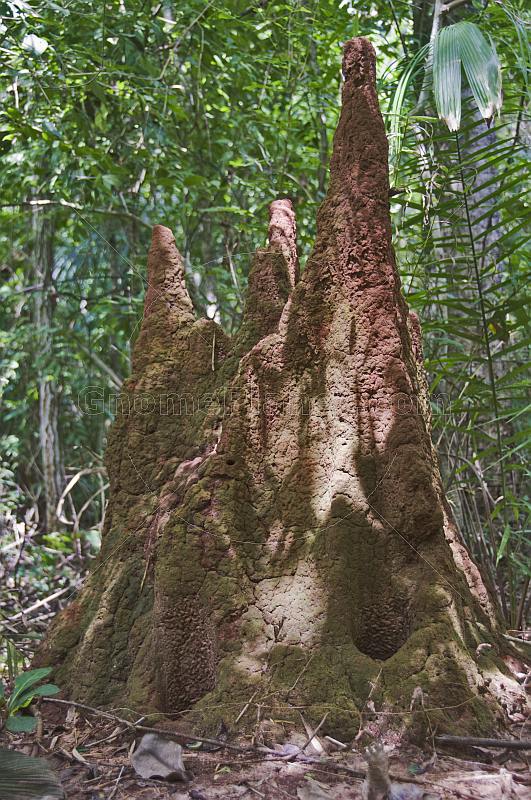 Three-pointed termite mound in the jungle.