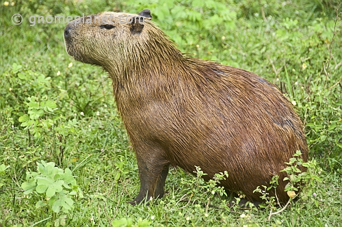 The capybara (Hydrochoerus hydrochaeris) is the largest living rodent in the world.