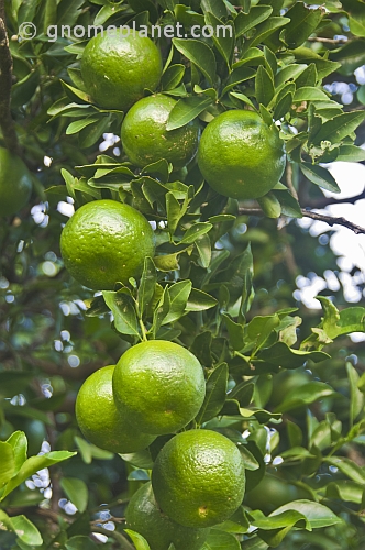 Wild green oranges grow on the tree.