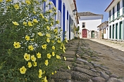 Plants grow outside colorful colonial house on empty cobbled street.