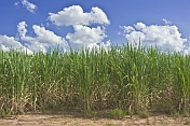 Sugar cane growing on sandy soil under blue sky with clouds.