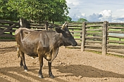 A bull in a fenced enclosure.
