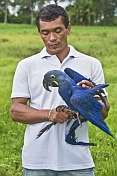 Man with friendly blue Hyacinth Macaw (Anodorhynchus hyacinthinus).
