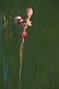 Image of Girl floating in the waters of the Bahia Da Ilha Grande.