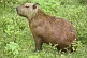 Image of The capybara (Hydrochoerus hydrochaeris) is the largest living rodent in the world.