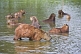 A herd of Capybara in a lake.