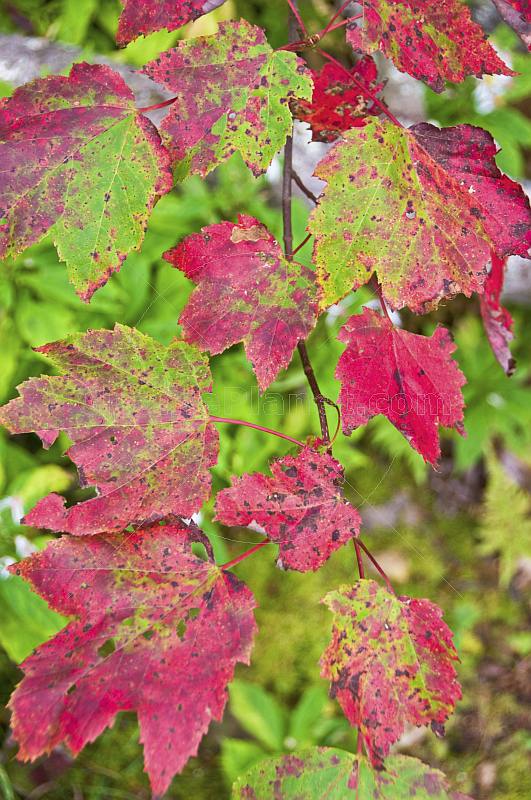 Red and green sycamore leaves in the Cape Split Provincial Park Reserve.
