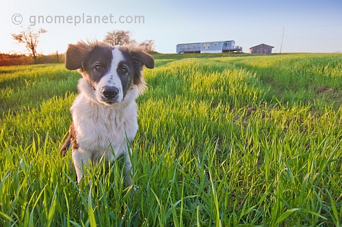 Fletcher the sheepdog guards his field and home.