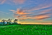 Sunset over a field of dandelion seed heads.