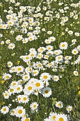 A field of white and yellow Ox-Eye Daisies (Chrysanthemum Leucanthemum).