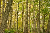 A forest of Oak trees with yellow and green leaves in the Cape Split Provincial Park Reserve.