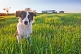 Image of Fletcher the sheepdog guards his field and home.