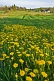 Field of yellow dandelions brightens the rural countryside.