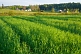 A field of spring wheat provides a foreground to a forested rural hamlet.