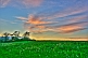 Image of Sunset over a field of dandelion seed heads.