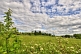 Image of Flowers and hedgerow border a grassy field under a cloudy sky.
