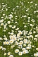 Image of A field of white and yellow Ox-Eye Daisies (Chrysanthemum Leucanthemum).