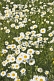 Image of A field of white and yellow Ox-Eye Daisies (Chrysanthemum Leucanthemum).