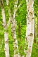 Birch tree trunks and foliage in Central Park.