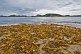 Image of Yellow and brown seaweed on the beach overlooking rocky islands at Sandbanks Provincial Park.