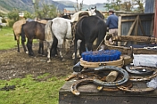 Horse riding preparations in the Parque Nacional Los Glaciares.