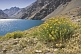 Image of Yellow flowers at the Laguna del Inca.