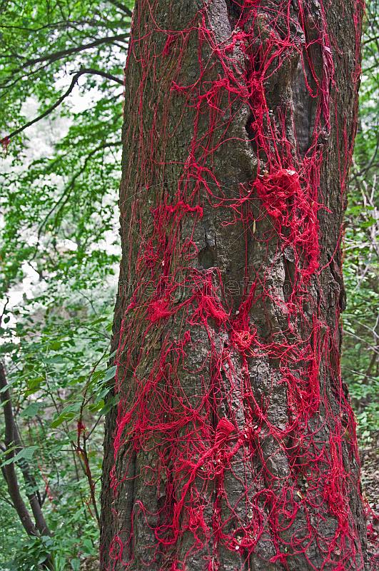 Tree with red lucky threads at the Kongtong Shan Monastery, near Pingliang.