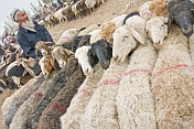 Elderly Uighur man with fat-tailed sheep tethered at the Sunday Market.