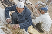 Two Uighur man shearing sheep at the Sunday Market.