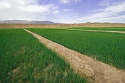 A rammed-mud section of the Great Wall of China stands next to rice paddy fields.