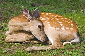 Resting deer in the park of the Bishu Shanzhuang summer resort for Qing Emperors.