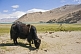 Image of Yaks grazing next to Karakul Lake, near the Karakoram Highway between Kashgar and Tashkurgan.