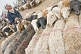 Image of Elderly Uighur man with fat-tailed sheep tethered at the Sunday Market.