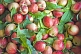 Image of Nectarines and leaves for sale at the market.