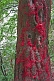 Image of Tree with red lucky threads at the Kongtong Shan Monastery, near Pingliang.