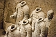 Image of Headless Terracotta warriors in pit number 2.