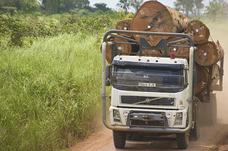 A logging truck loaded with tropical hardwood logs drives along a dusty jungle road.