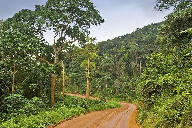 A dusty logging road snakes through the densely forested jungle.