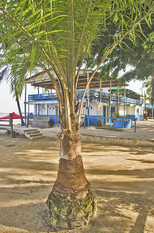 Palm tree on the beach at the Pointe Noire Yacht Club.