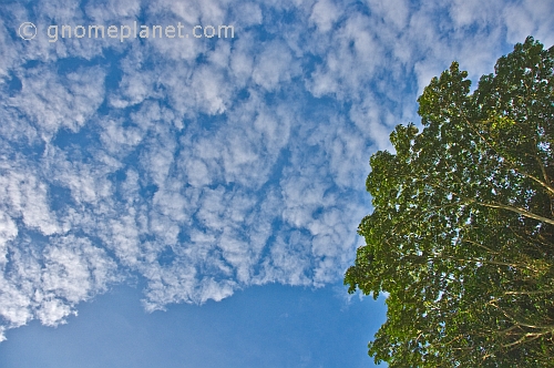 High clouds and a blue sky contrast the dark leaves of the African Corkwood tree (Musanga cecrpioides).