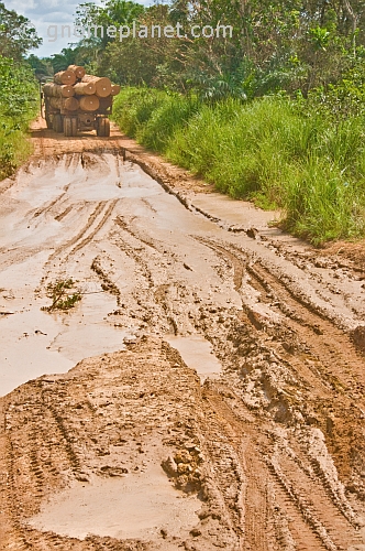 A logging truck loaded with tropical hardwood logs drives out of a treacherous mud hole.