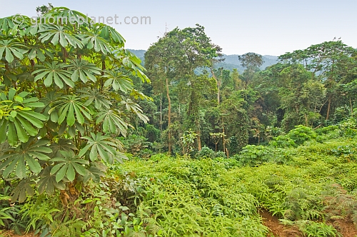 Densely packed trees and other undergrowth in a typical Congolese jungle.