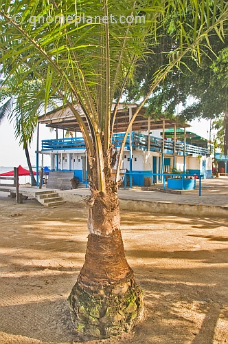 Palm tree on the beach at the Pointe Noire Yacht Club.