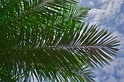 High clouds and a blue sky contrast the dark leaves of a palm tree.