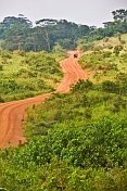 A dusty logging road snakes through recently cleared jungle.