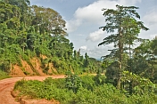 A dusty logging road snakes through the densely forested jungle.