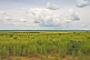 Image of A cloudy sky over open grassland and forest.